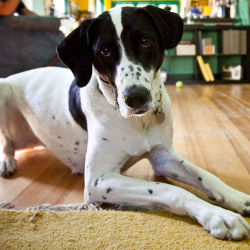 DogWatch of Susquehanna Valley, New Providence, Pennsylvania | Indoor Pet Boundaries Contact Us Image