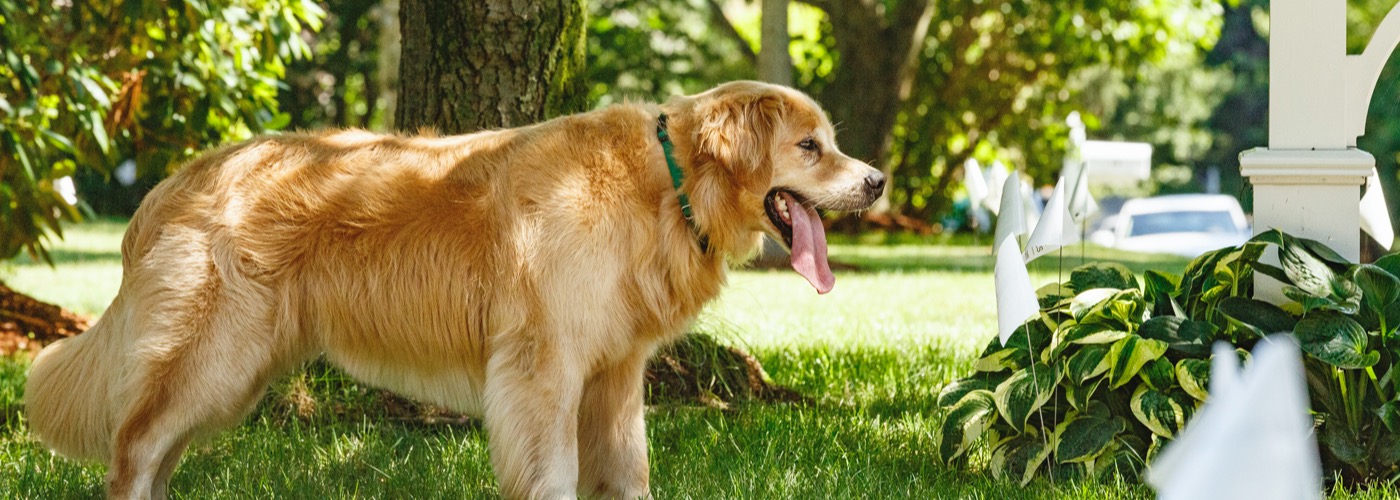 DogWatch of Susquehanna Valley, New Providence, Pennsylvania | Outdoor Hidden Dog Fences Slider Image