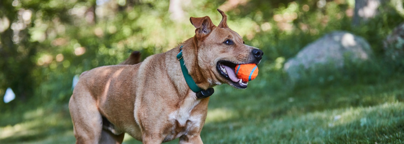 DogWatch of Susquehanna Valley, New Providence, Pennsylvania | ProFenceX Slider Image